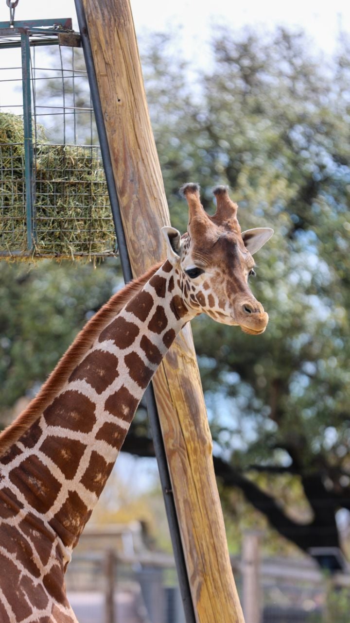 giraffe