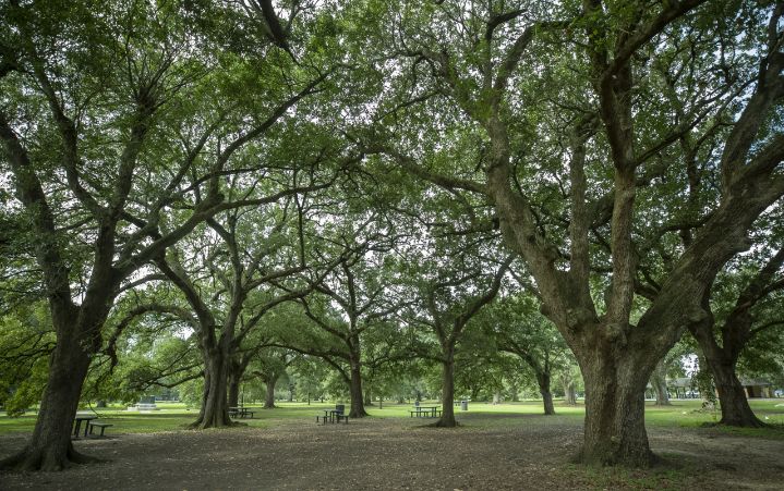 Greenspace 