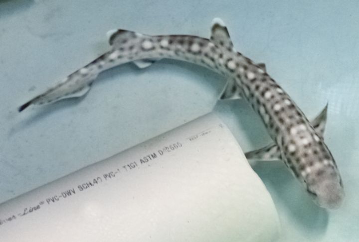 Coral Catshark