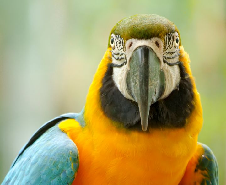 Macaws