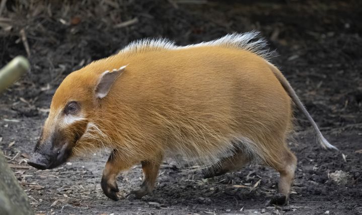 Red River Hogs