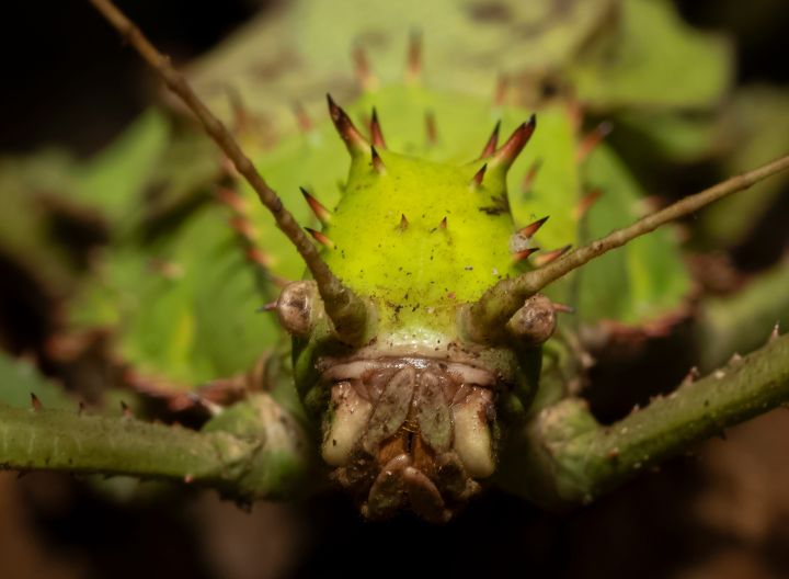 Jungle Nymph