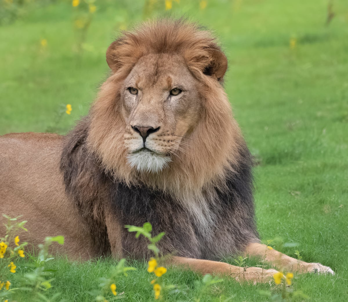 Lion