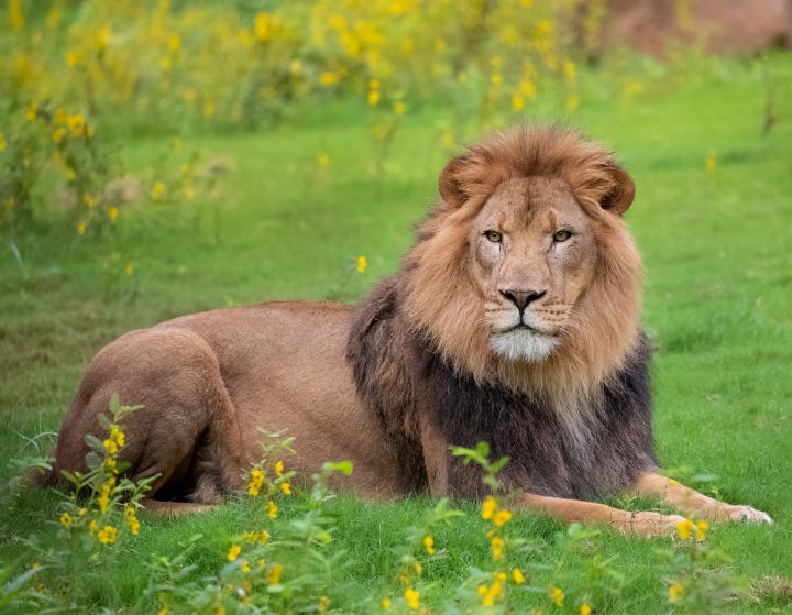 Arnold the Lion