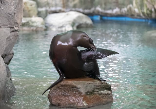 sea lions