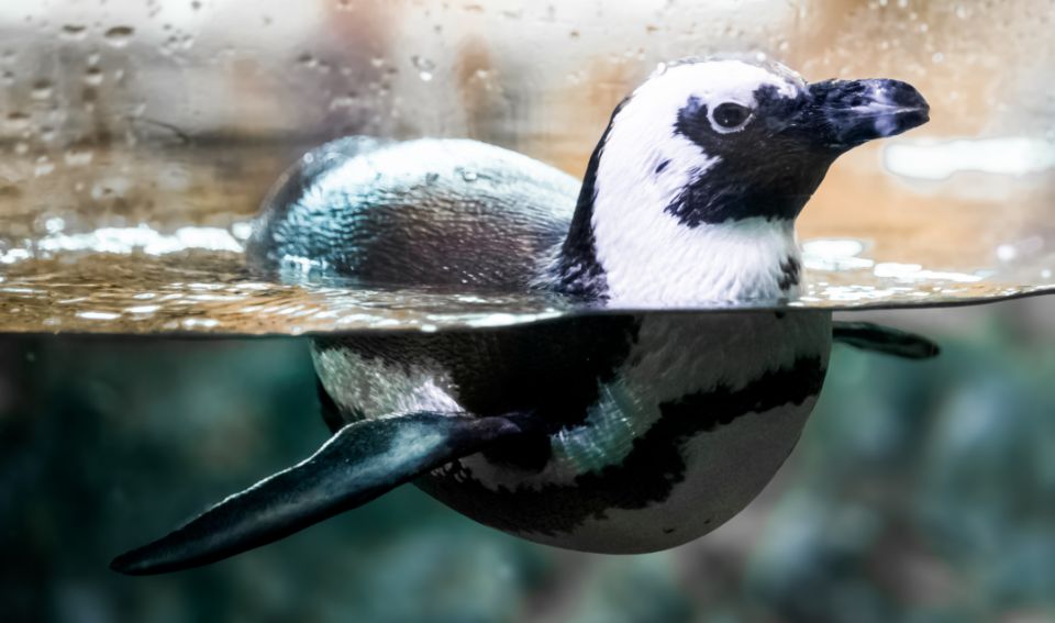penguin