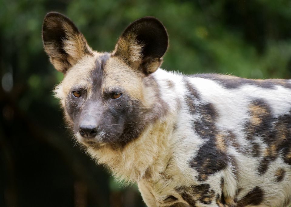 African Wild Dog