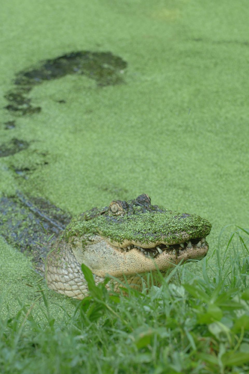 Alligators