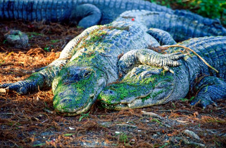 American Alligator