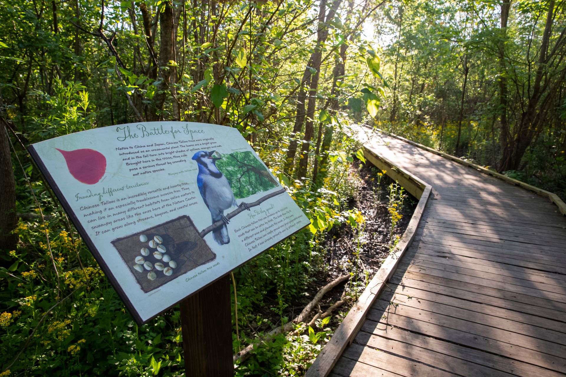 nature trail
