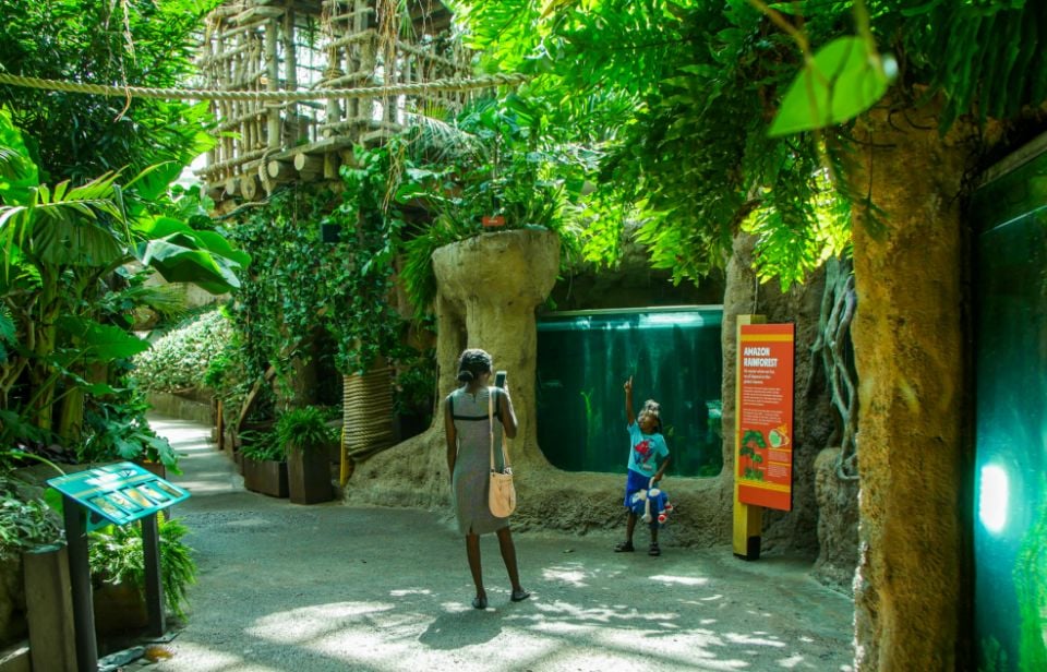 amazon exhibit