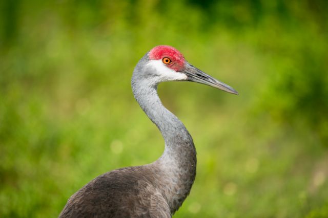 A Mississippi Crane at Audubon