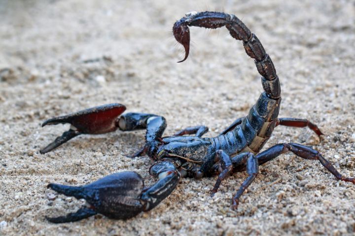 Asian Forest Scorpion