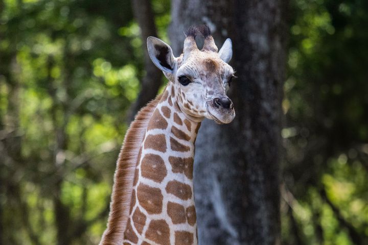 giraffe