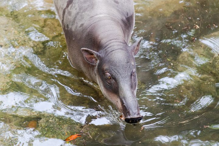 Babirusa