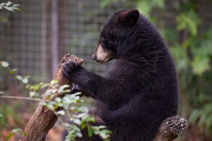 Louisiana Black Bear