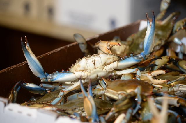 Gulf United for Lasting Fisheries (GULF)