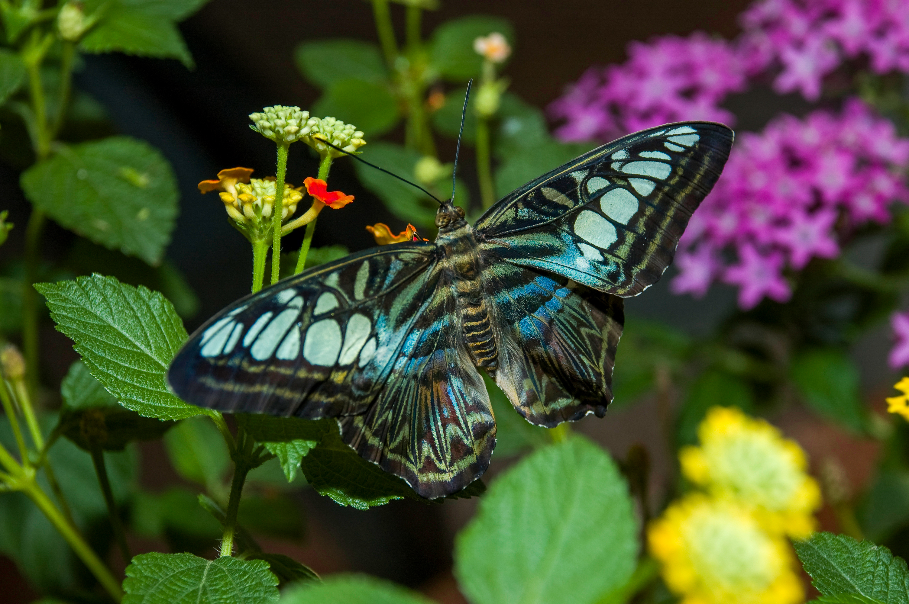A butterfly at Audubon Insectarium