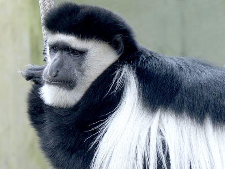 East African Colobus Monkey