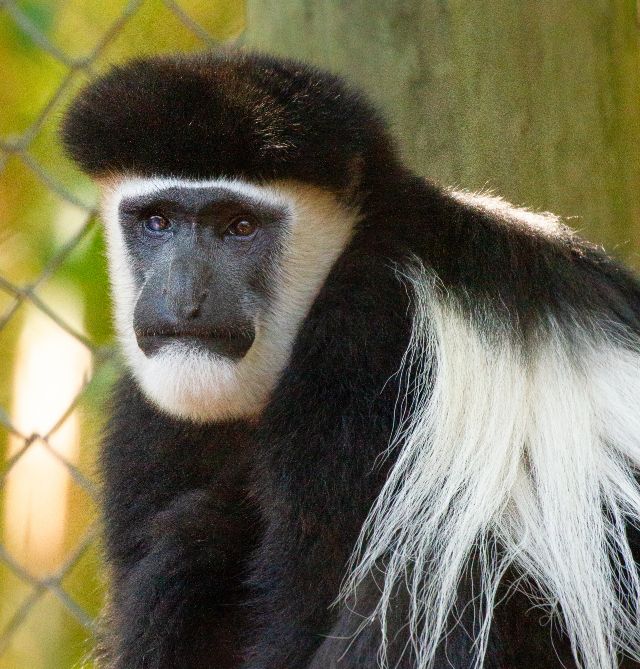 world of primates