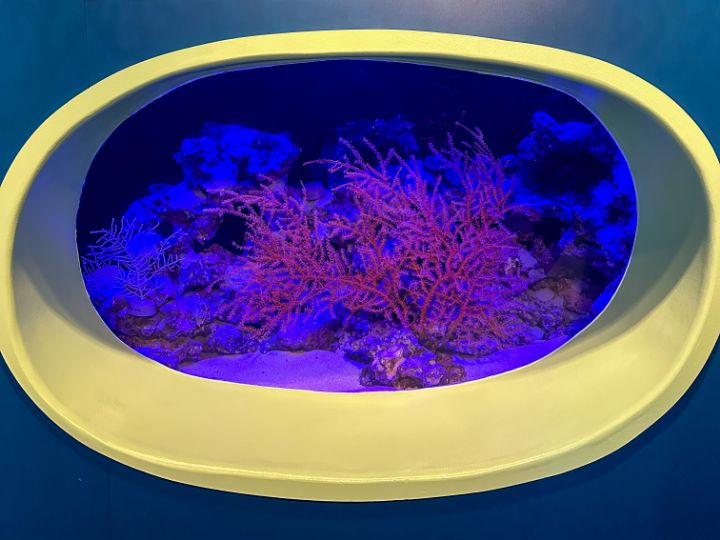 deep sea  corals