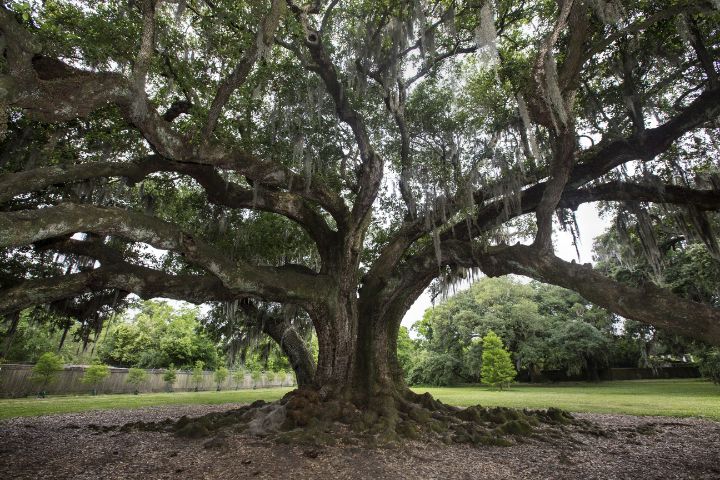 Tree of Life
