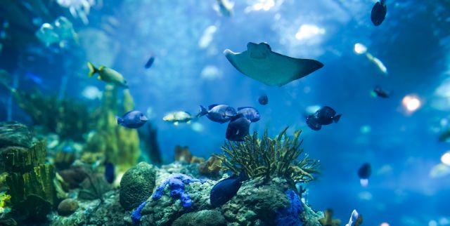 Marine animals at Audubon Aquarium