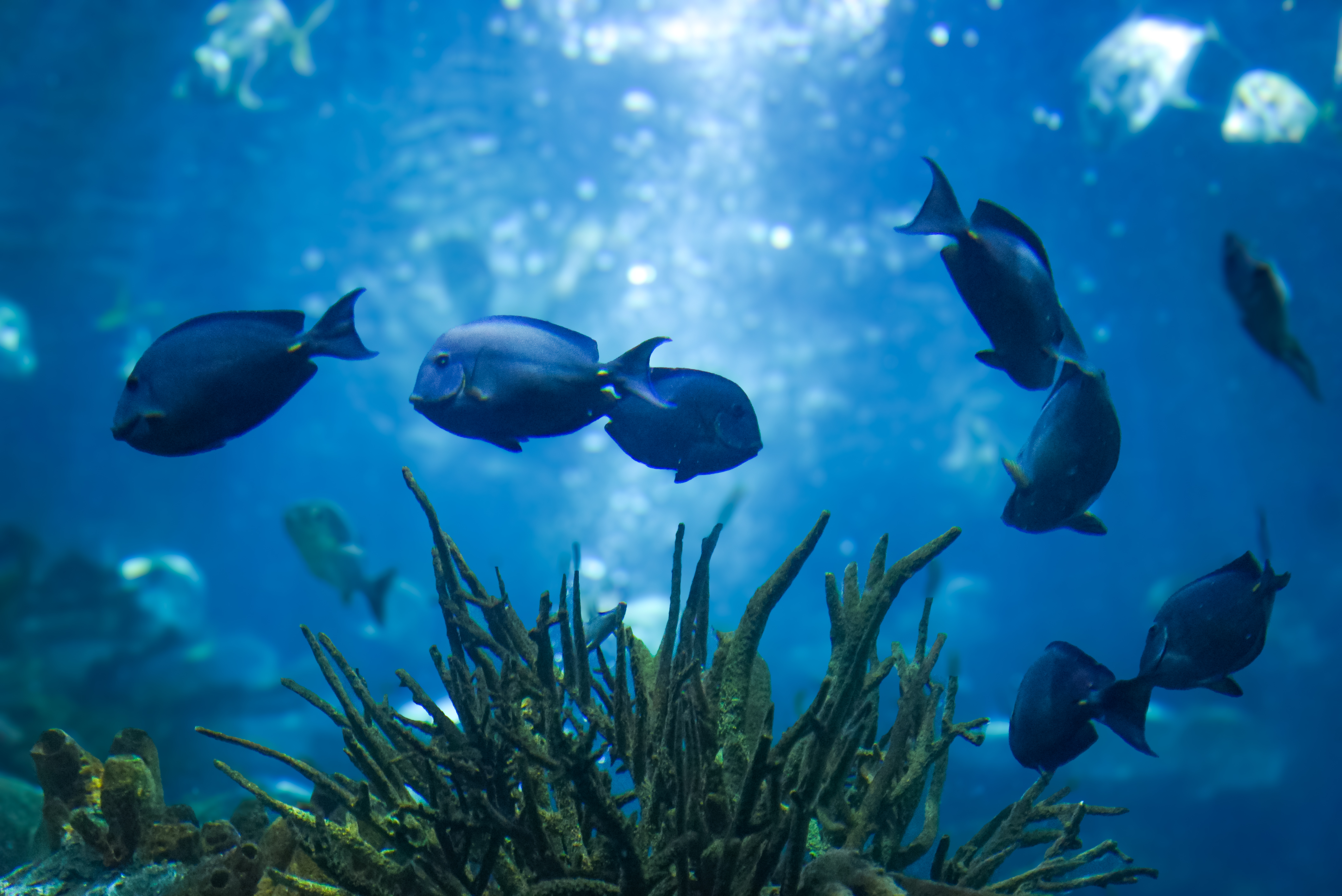 aquarium exhibit
