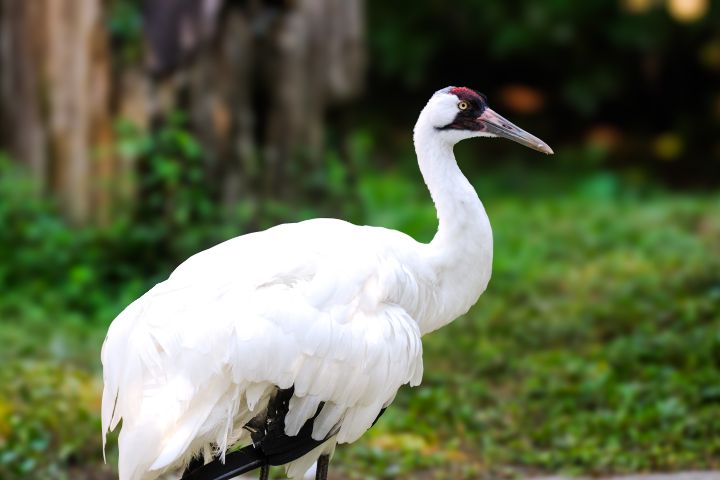 Whooping Cranes