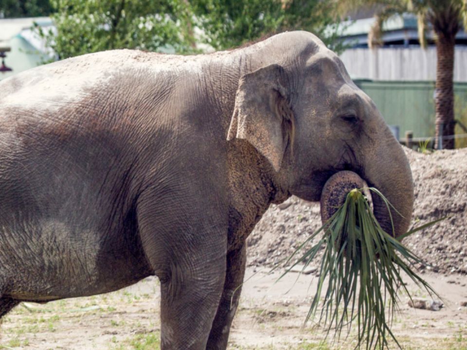 Elephant at Audubon Zoo