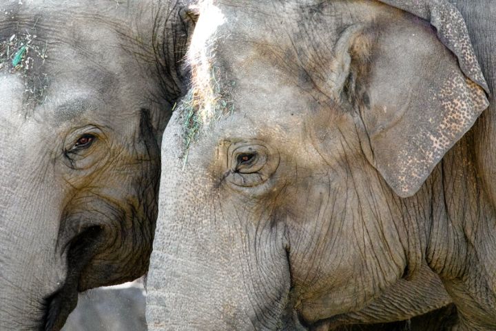 Asian Elephant