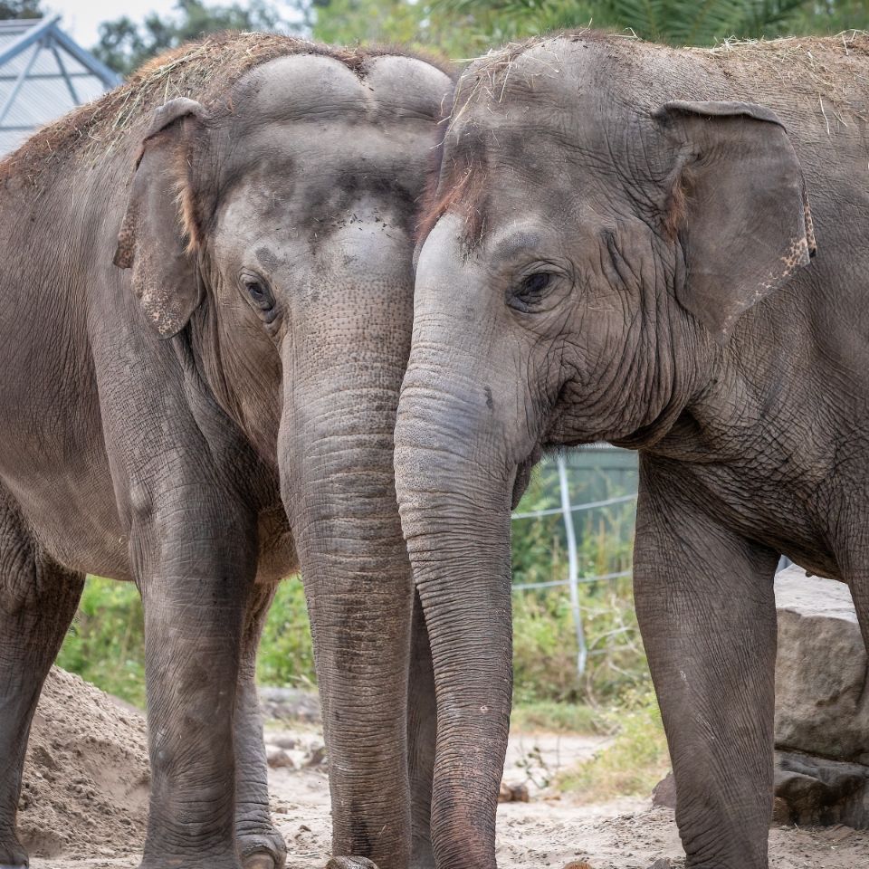 Elephants