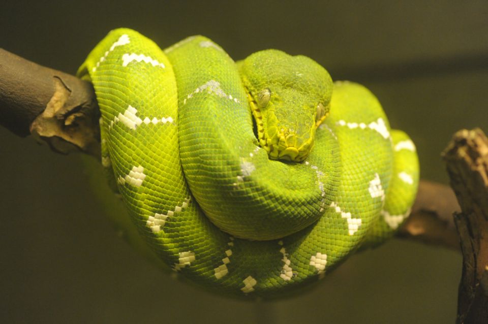 Snake
