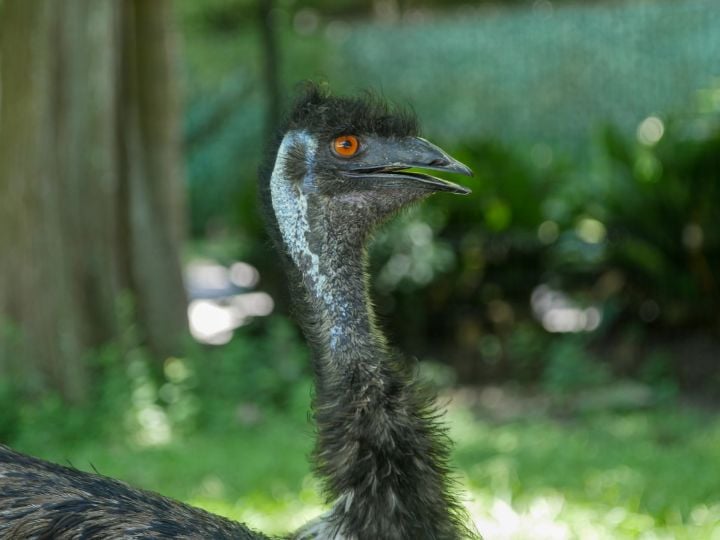 An Emu at Audubon Zoo