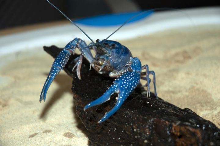 everglades crawfish
