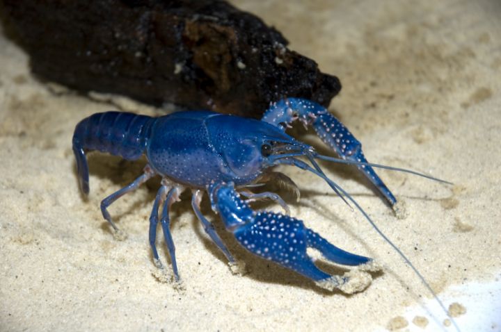 Crawfish