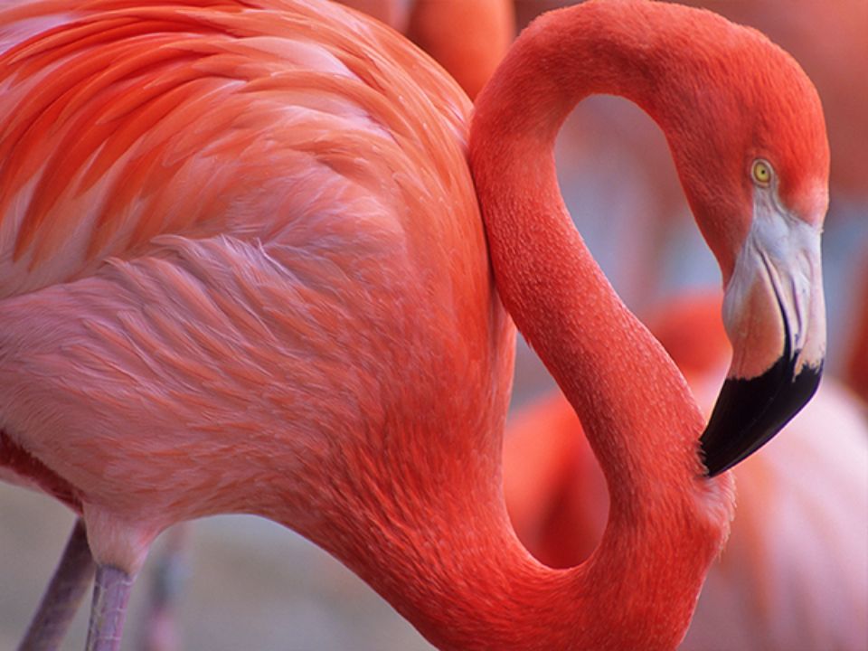 Flamingo
