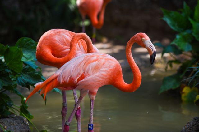 flamingo