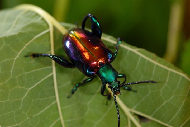 Frog Beetle