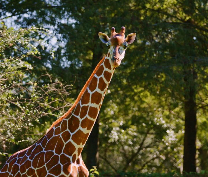 ZOO