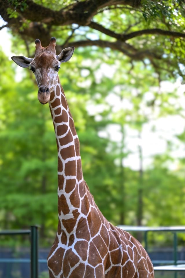 Giraffe at Audubon