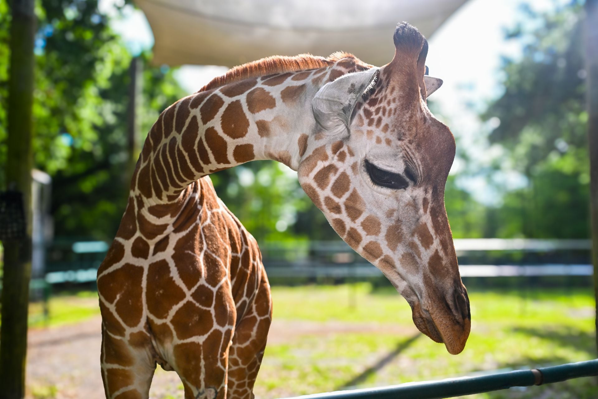 Giraffe at Audubon