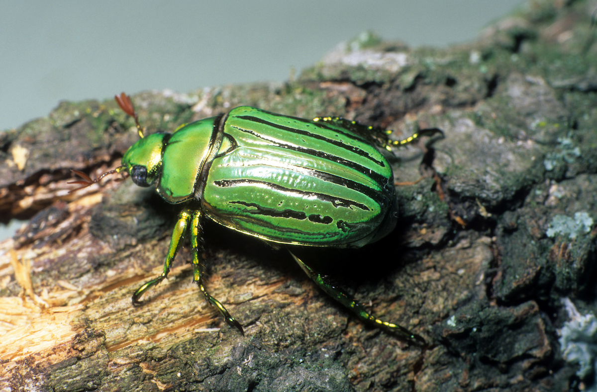 beetle