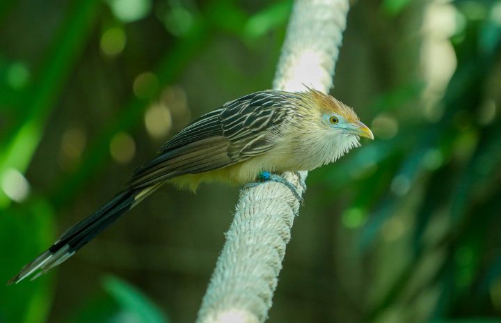 Guira Cuckoo