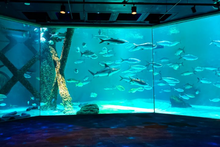 aquarium