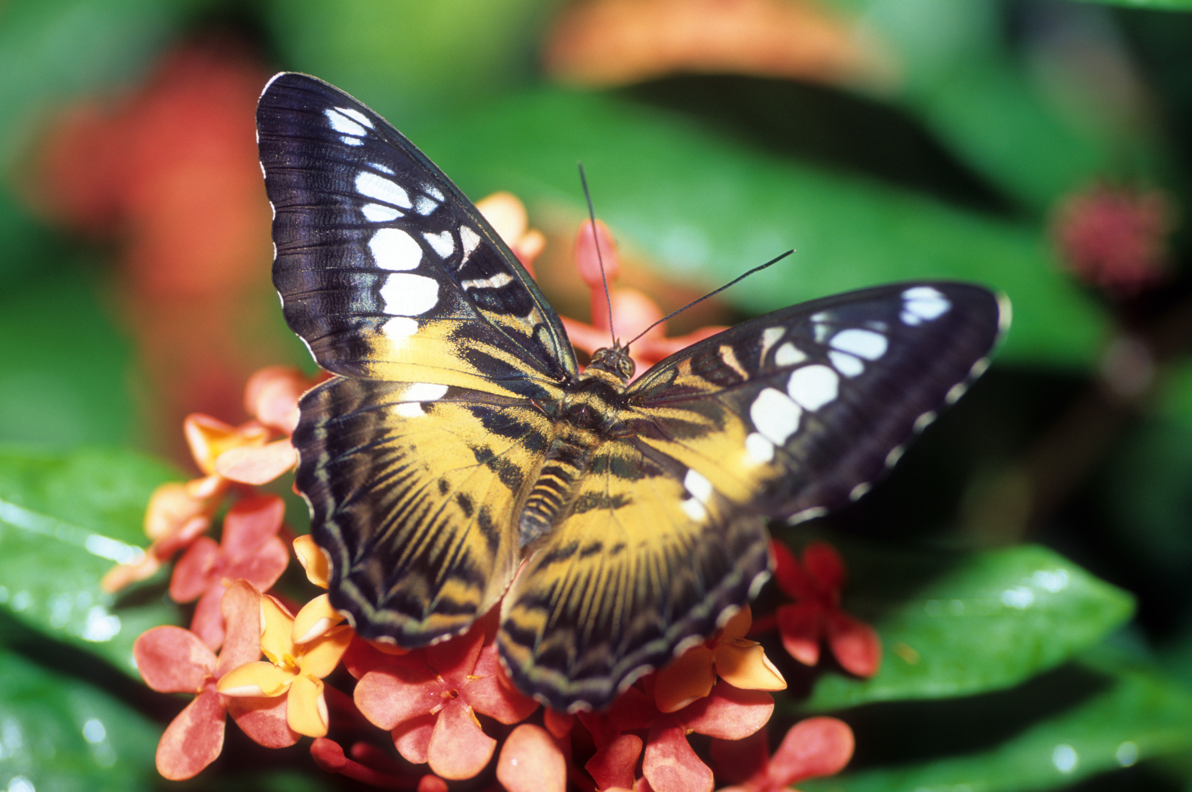 butterfly
