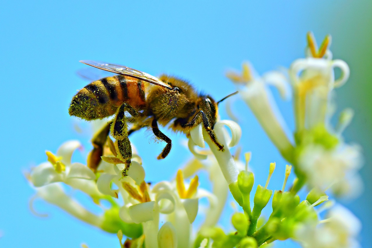 honey bee