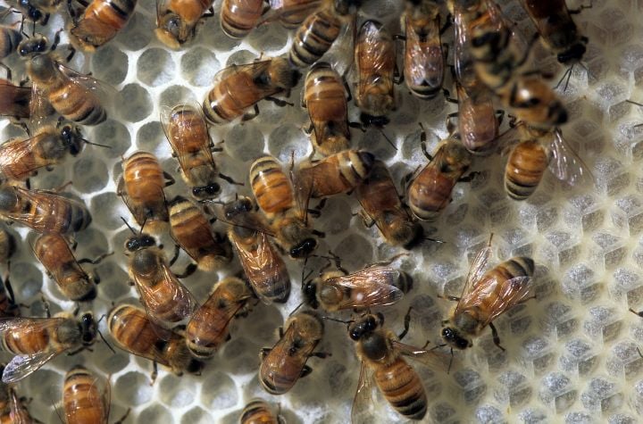 Honey Bee Hive Audubon Insectarium