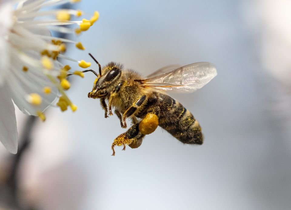 honey bee