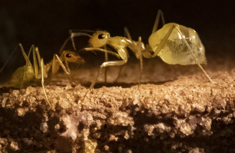 ants